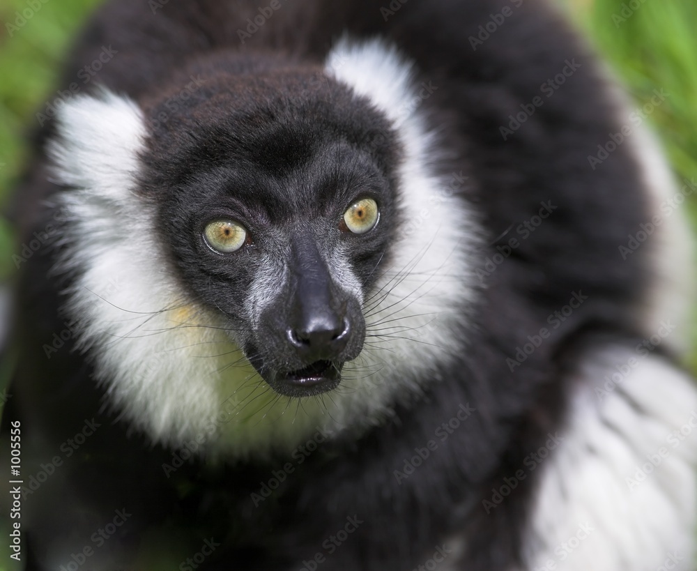 Fototapeta premium black and white ruffed lemur
