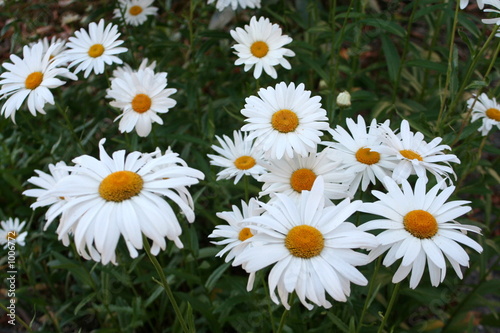 field of daisies
