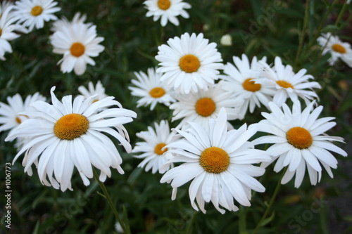 daisies close-up