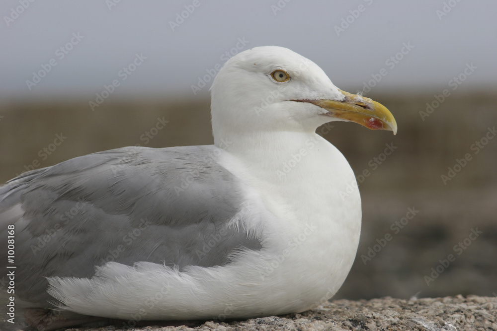 seagull seagull