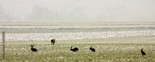 lapins au matin