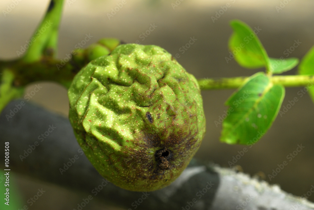 fruit vert fruit vert
