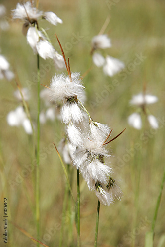 seedheads blow in the wind photo