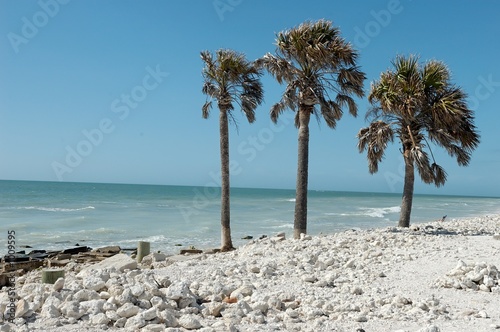 three palms