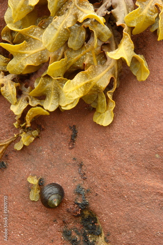 seaweed and snail on red rock