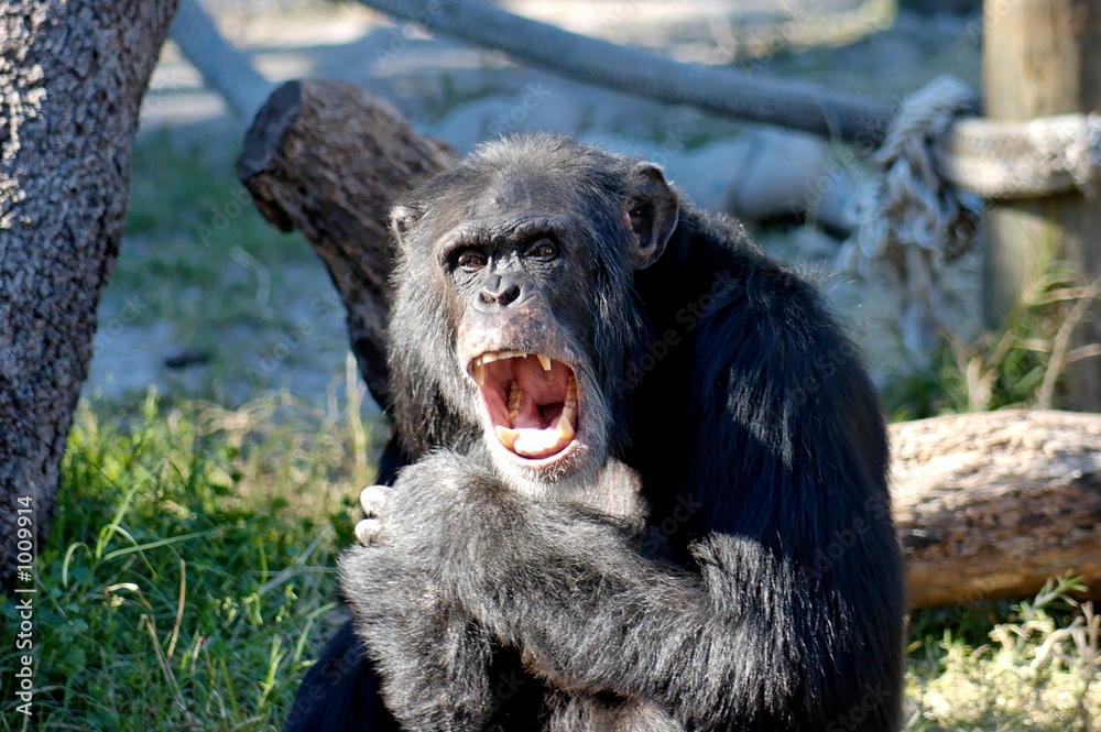Foto angry chimp