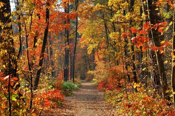 colors of fall