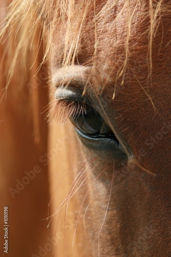 horse eye