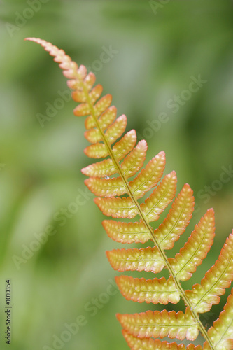 red edges fern photo