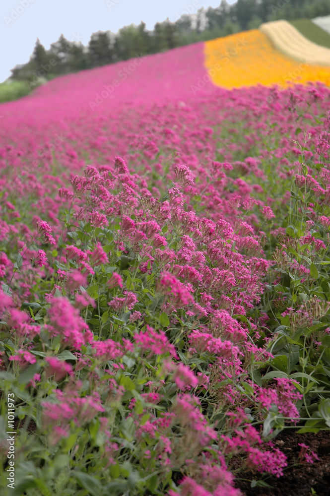 Fototapeta premium the multicolored field