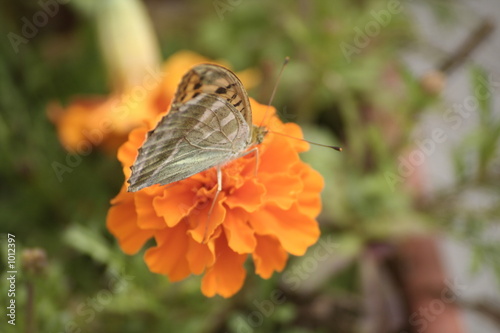 le papillon
