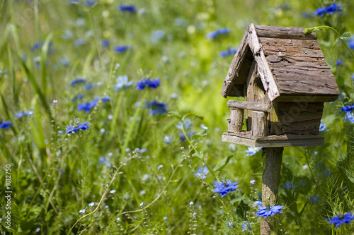 Tableau sur toile birdhouse among the flowers