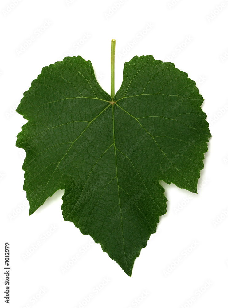 Fototapeta premium grape leaf