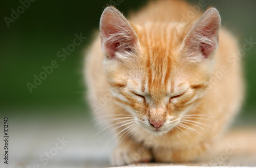 sleepy kitten © Tinka