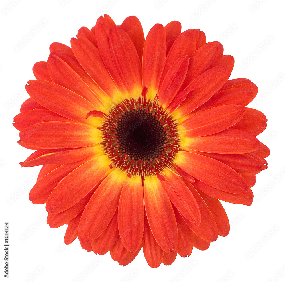 dark red gerbera dark red gerbera
