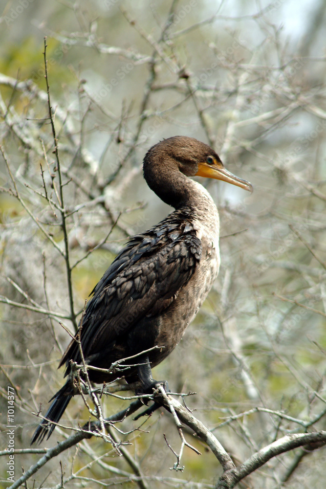 Fototapeta premium cormoran