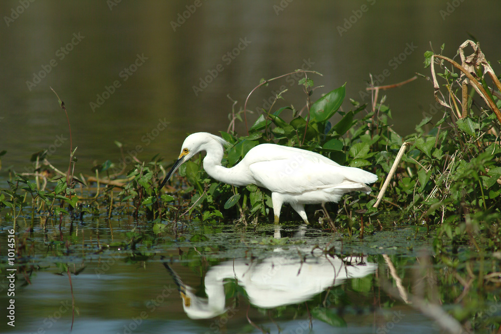 snowy egret snowy egret