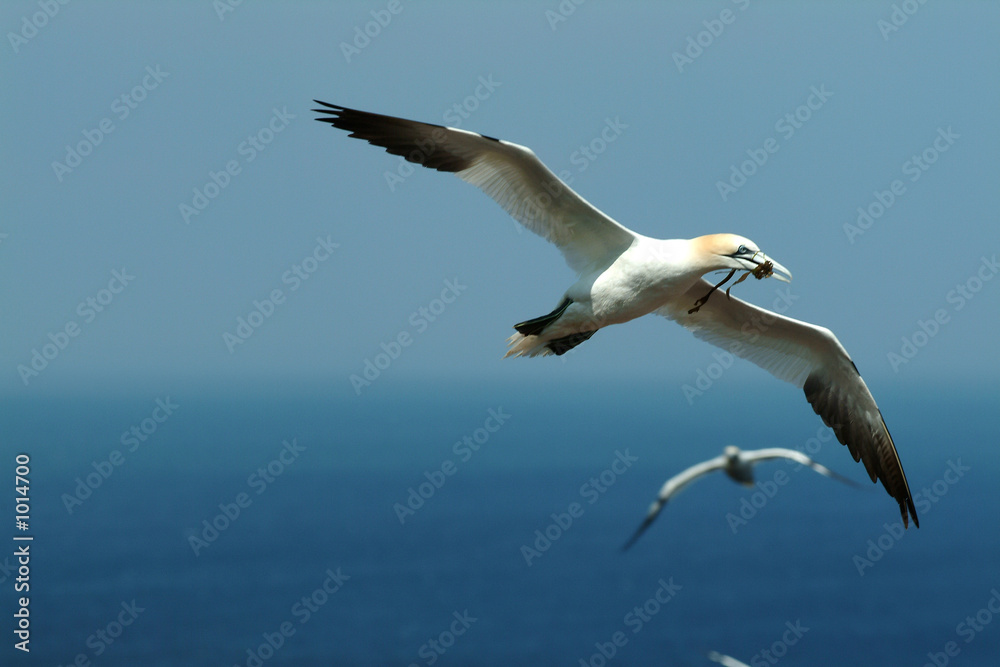 Obraz premium fou de bassan