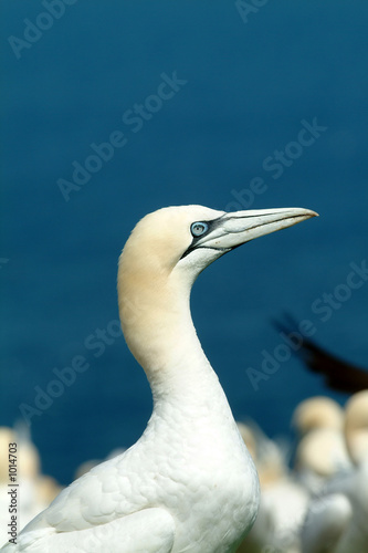 fou de bassan photo