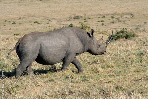 black rhino passing by
