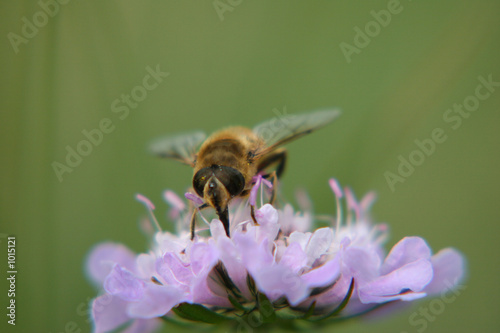 l'abeille © jean philippe NAPPEY