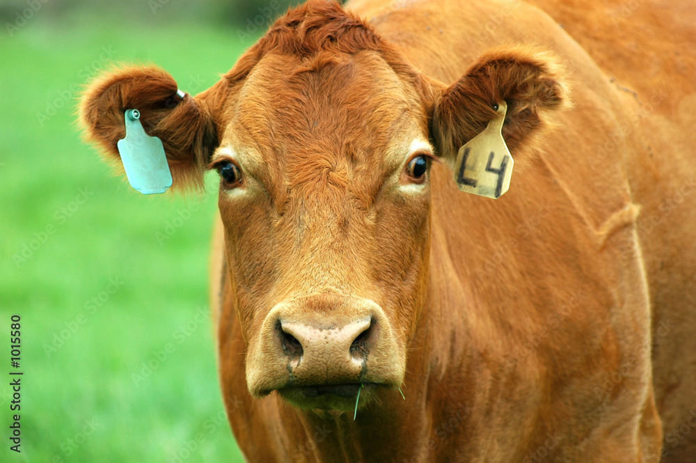 brown cow