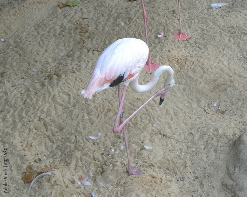 Tableau sur toile flamingo