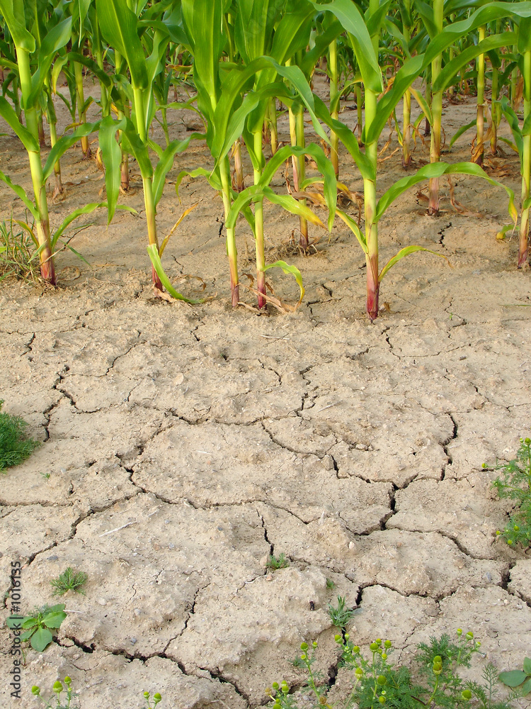 Fototapeta premium corn and drought 3