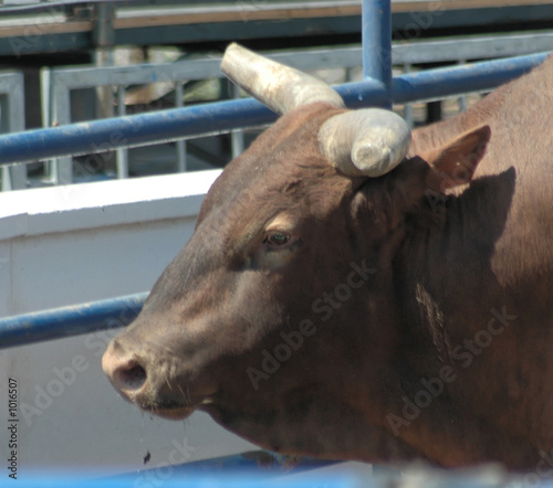 rodeo bull photo