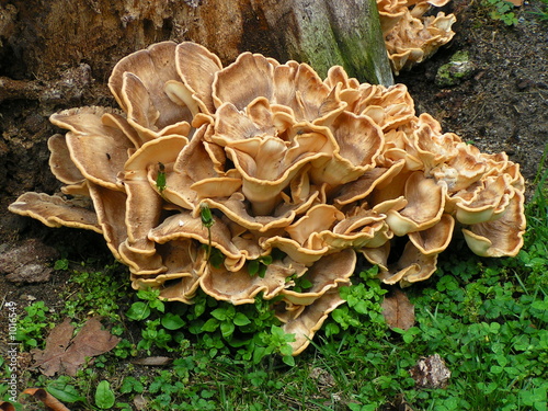 fungus flower