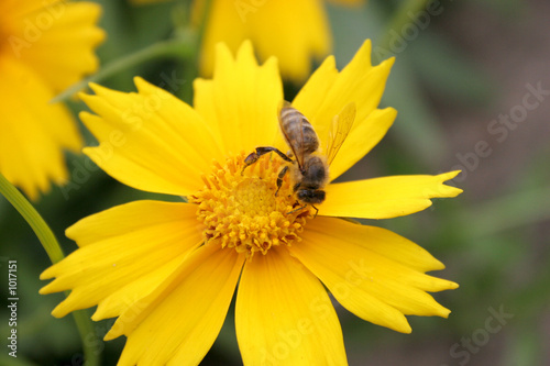bee on yellow flower © Vladimir Mucibabic