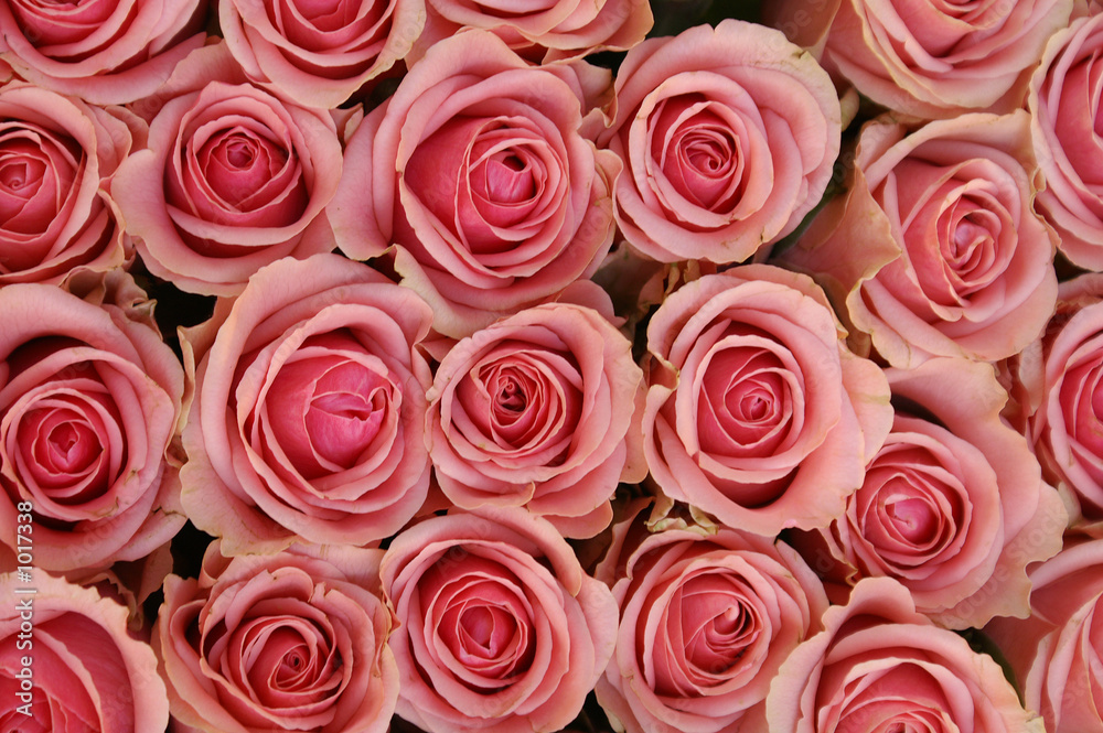 pink roses