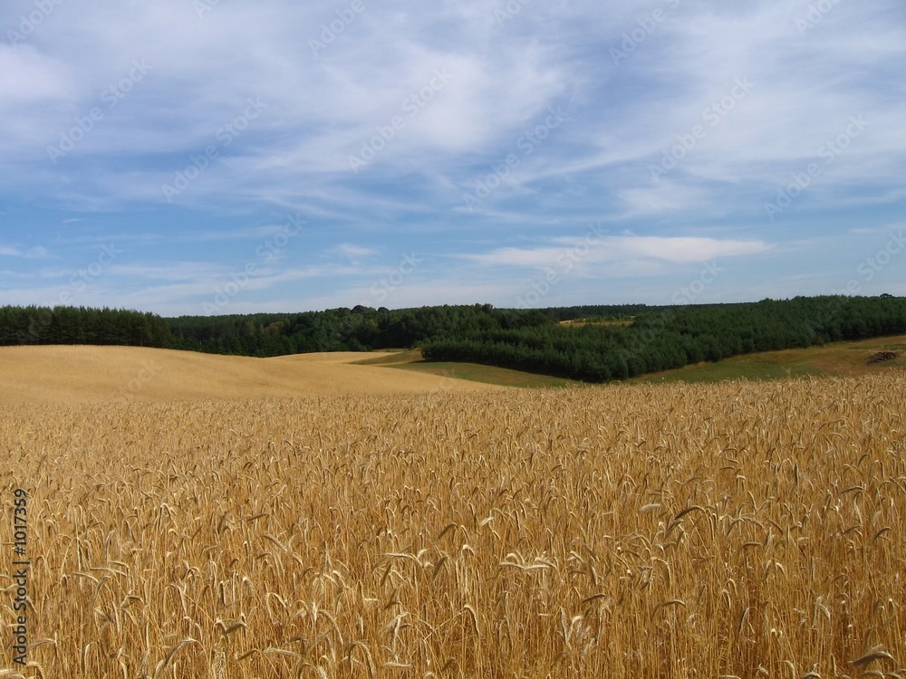 Naklejka premium field