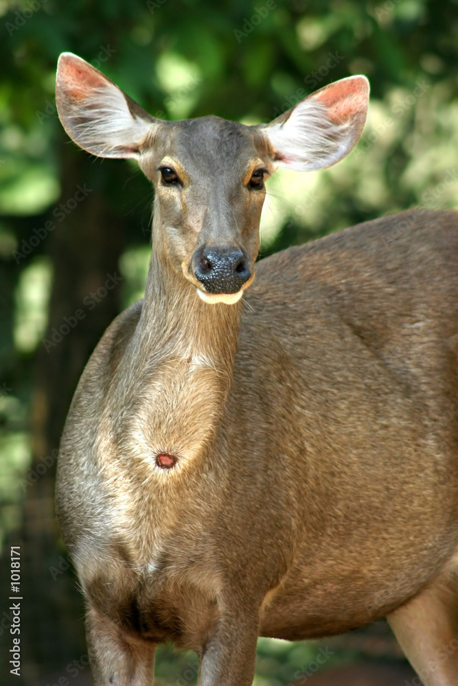 doe doe