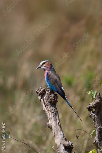lilac-breasted roller © Jeff Schultes
