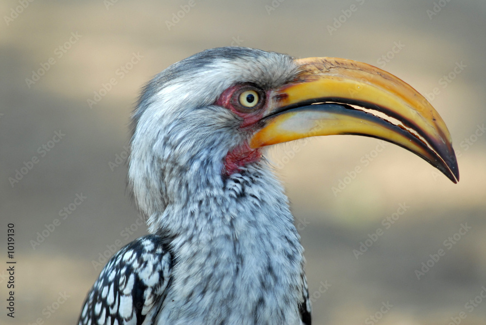 calao-hornbill calao-hornbill