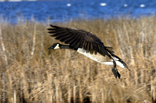 flying goose © NorthShoreSurfPhotos