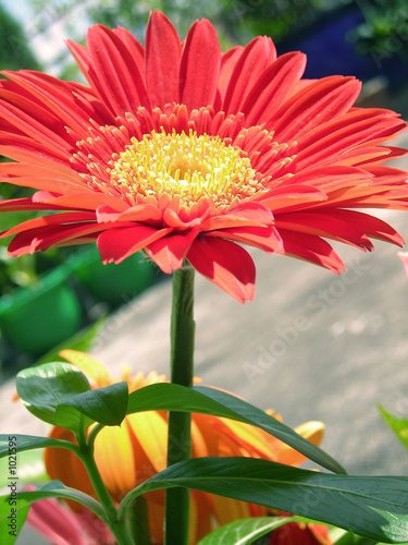 red daisy
