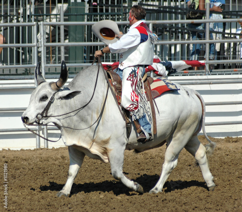 cowboy riding a brahma bull