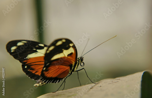 the ecuadorian butterfly