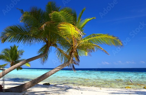 phenomenal beach with palm trees and bird