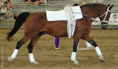 vaulting horse