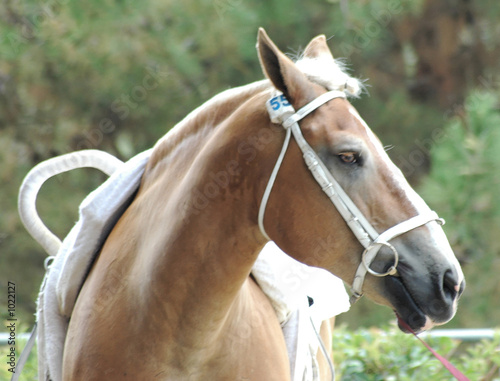 vaulting horse