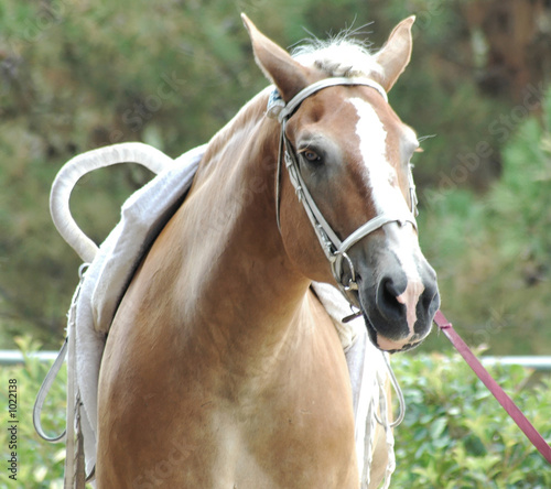 vaulting horse