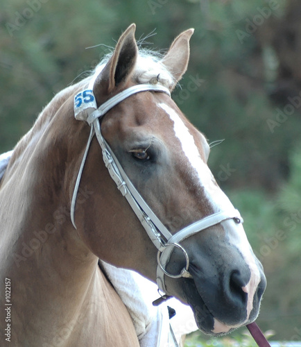 vaulting horse