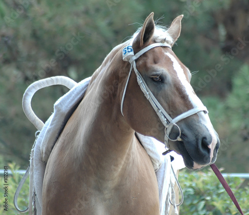 vaulting horse