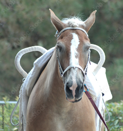 vaulting horse