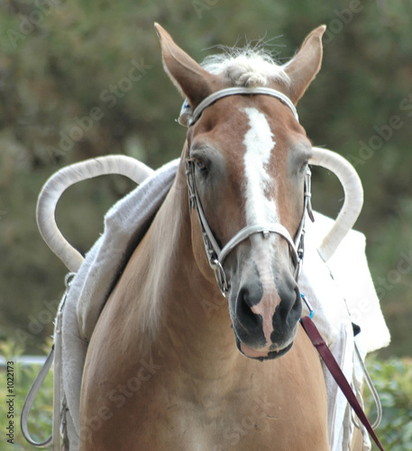 vaulting horse