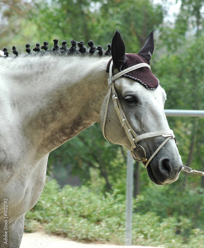 vaulting horse