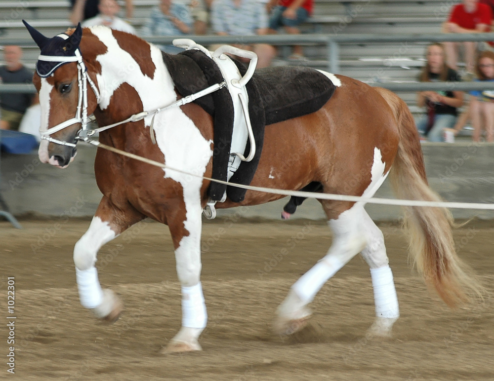 vaulting horse